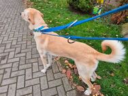 Sehr verschmuster Labrador- Mischlingsrüde Tobi kastriert, sucht ein neuese Zuhause ca 60 cm groß - Angern