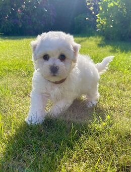 1 wunderschöner Bichon Frise Welpe im Teddylook - Steinhagen (Landkreis Vorpommern-Rügen)