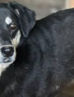 Trinity - die Neugierige 🐾 - Elsdorf (Nordrhein-Westfalen)