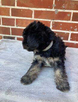 5 Yorkipoo Welpen abzugeben geb. am 7.5.25 - Bakum