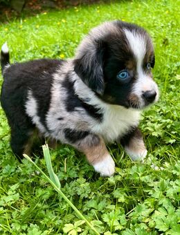 Mini Australian Shepherd Welpen - Haltern (See)