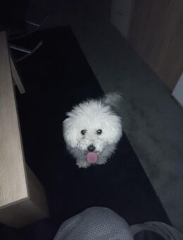 Malteser Hündin - Hamburg Wandsbek