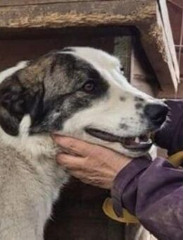 KARLO~ausgesprochen, netter, großer Hund - Duisburg