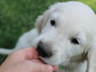 Golden Retriever Welpe Rüde - Luckau