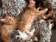 Wunderschöne Katzenbabys suchen ein liebevolles zu Hause - Altenholz