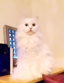 Bildschöne Angora Kitten - Gelsenkirchen