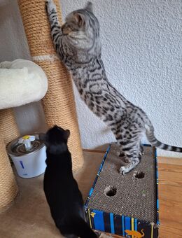 Traumhafte Bengal Katzen, Mutter und Tochter zusammen - Haßloch