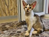 Abessinier Kitten Edel mix Abgabebereit - Witten