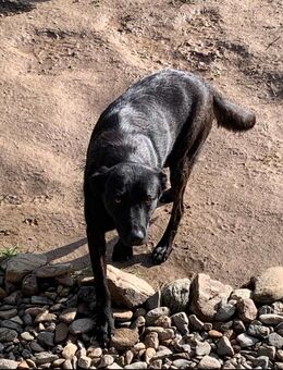 Traum labbymixhündin - Wassenberg Zentrum