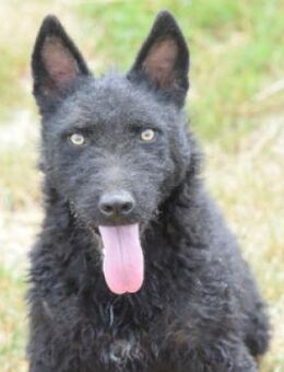 Oliver - lustiger, aktiver, netter Rüde - Lohmar