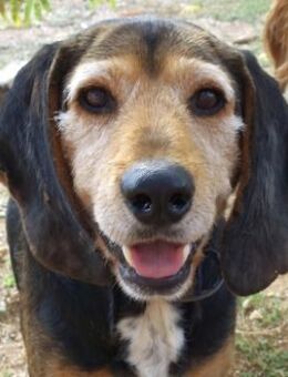 Niedlichster Bracke: KOSTAS - Sehnde