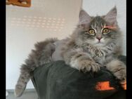 Kurilian Bobtail Kitten Katze Katzenbaby - Mosbach