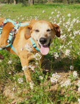 Oma Lea sucht ihr Zuhause - Fronreute