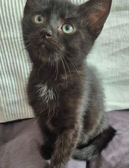 Katzenkinder, Babykatze, Katzenbaby - Berlin Treptow-Köpenick