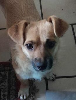 Alice sucht einfühlsame Menschen - Großefehn