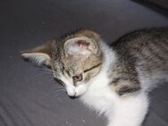 Bengal-Mix Kitten - Idar-Oberstein