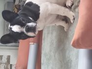 Französiche Bulldoge - Simmershofen