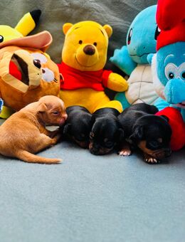 Zwergpinscher Chihuahua Mix Welpe - Grafenau (Baden-Württemberg)