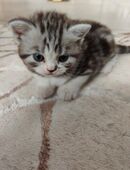 Kitten BKH/Perser in 2544