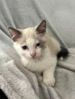 Katzenbabys suchen ein liebevolles Zuhause - Leopoldshöhe
