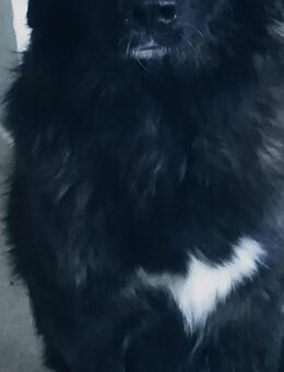 Hund sucht neues Glück - Braunschweig