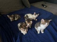 4 Katzenbabys - Ludwigsburg