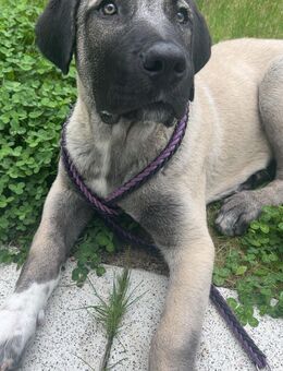 🐾 Liebes Zuhause gesucht für unseren jungen Kangal 🐾 - Stuttgart