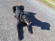 Labrador Border Collie Mischling - Hilders