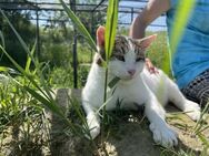 Buddy - ein gemütlicher Kerl - Idstein