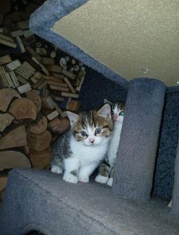 2 Katzenbabys - Rothenfels