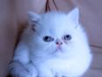 Perser Kitten mit blauen Augen in 56564