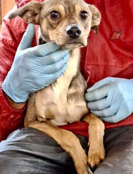 Junghund Rico Körbchen statt Hütte - Koblenz