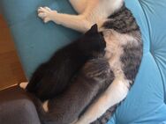 Babykatzen/ Kitten suchen liebevolles zuhause - Schleswig
