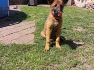 Malinois Mix - Wickede (Ruhr)