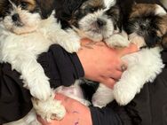 ShihTzu Welpen, Mädchen, Junge, tricolor Anfang Oktober 2024 zu verkaufen - Fürstenberg (Havel)