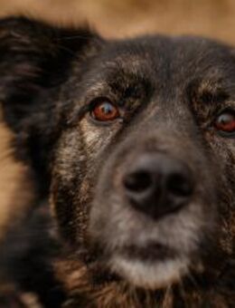 Ira - lieb und ruhig - Heppenheim (Bergstraße)