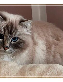 Heilige Birma Katze Georgina in Blue-silver-tabby-point sucht neues Zuhause - Köln