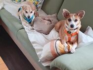FIBI + LAYKA - zwei ältere Hundedamen - Lich