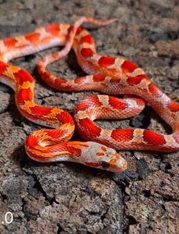 Blood Motley, Blood Pied - Schwelm