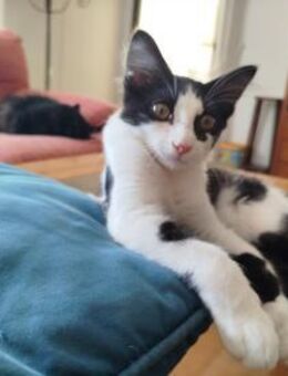 Junges Katerduo Elis und Piruleta - Karlsruhe