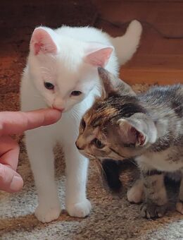 Wunderschöne Katzenbabys Kitten Jungkatze getigert, mehrfarbig (Glückskatze)❤️❤️❤️ - Südlohn