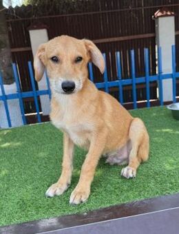 🆘🐾Sanfter Junghund Athos🐾🆘 - Eislingen (Fils)