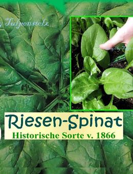 ♥ Riesen Spinat Monstrueux de Viroflay Samen, Tulpenstolz Rarität Alte Sorte,Samen,Garten,große Blätter,winterhart,Gemüse - Hamburg
