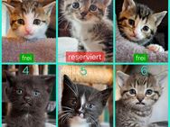 Verschmuste Katzenbabies suchen ein liebevolles Zuhause, Katzenbaby, Kitten, Kater, Babykatze, Katze - Drensteinfurt