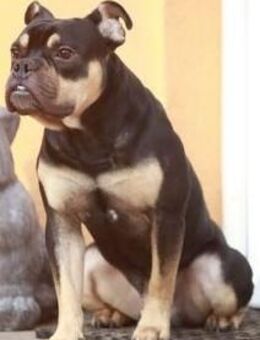 Old English Bulldog -Welpe - Woldegk