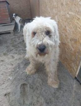 Franzl 68 cm - Alpenrod