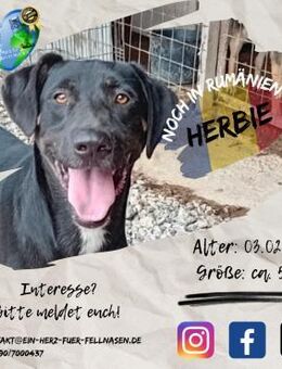 HERBIE freundlich und perfekt modelliert - Waakirchen