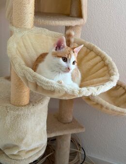 Kätzchen sucht für immer Zuhause - Singen (Hohentwiel)