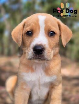 Hundebaby Topázio - Talkau