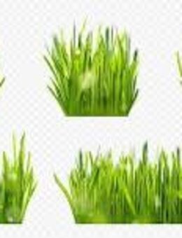 gras 10€ - Göttingen